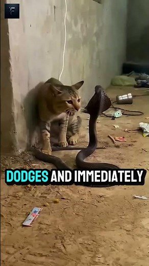 Cat vs snake