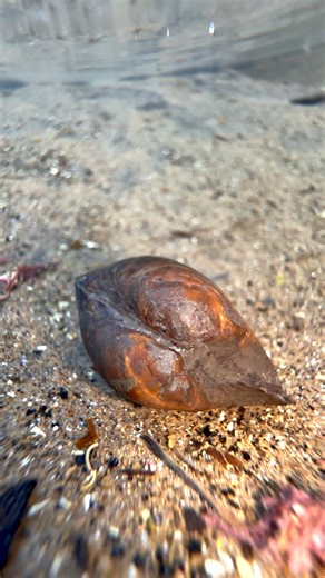 220K views · 4.9K reactions | Check out this brown shell fossil that...