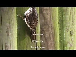 Treecreeper calling / Boomkruipertje roept (Certhia Brachydactyla)
