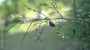 slow-motion of australian finger lime tree in nice daylight