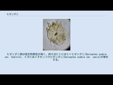 ヒゼンダニ