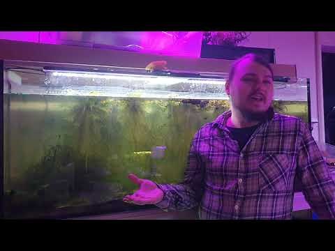 Algen im Aquarium entfernen und vorbeugen - bekämpfen und Ursachen. Teleskopschwamm gegen Blaualgen
