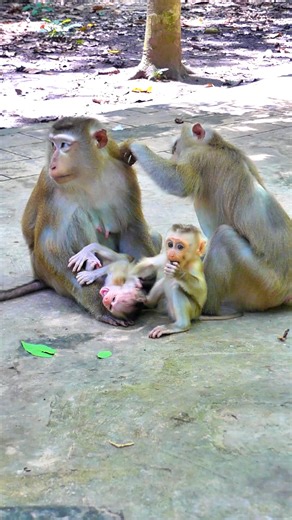 What a cute baby Lynx, her sharps and actions attract everyone to come to take her | Monkey Magic