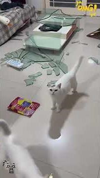 How Destructive Are Cats? 😼 #funnyvideo