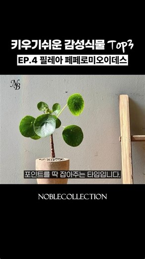 Top 3 Easy-to-Grow Aesthetic Plants ep.4 Pilea peperomioides