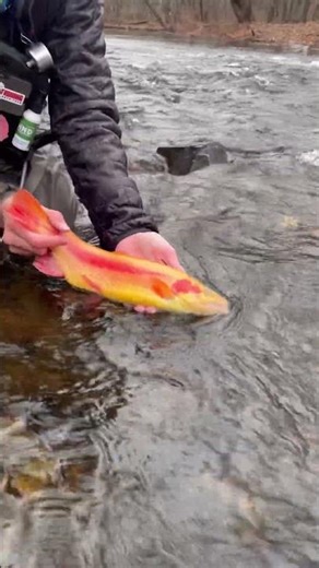 Dry fly eating golden trout PLEASE SUBSCRIBE!!! #troutfishing #flyfishing