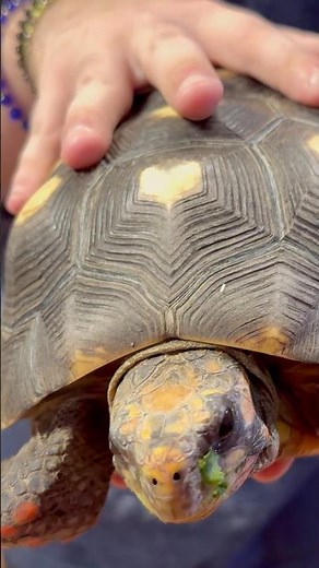 Slow boy 🐢 #tortoise #animals #reptiles #pets #cute #learning #explore #shorts #trending #fyp