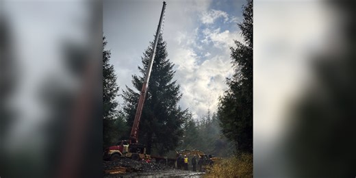 Sitka spruce from Tongass National Forest begins 4,000-mile journey to become nation’s Capitol Christmas Tree