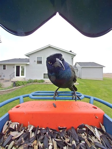 Which Way Did He Go, George? Funny Grackle #shorts