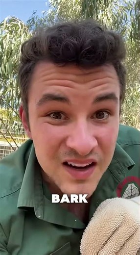 Angry Koala Attacks Wildlife Rescuer 🐨⚠️ #shorts