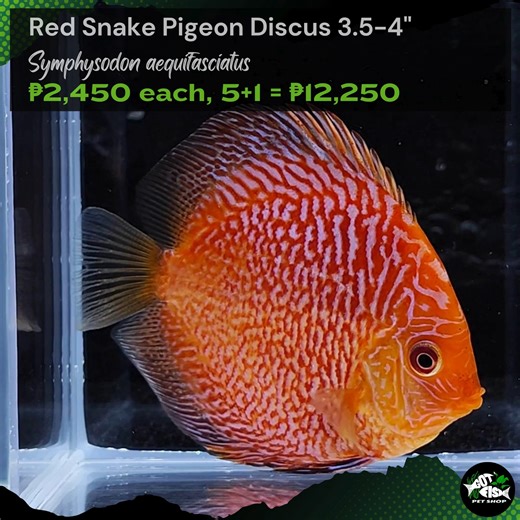 RED SNAKE PIGEON DISCUS 3.5-4" | Got Fish | Facebook