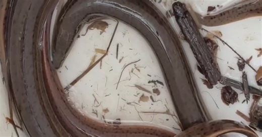 Invasive Asian swamp eels raise environmental concerns in Central Florida