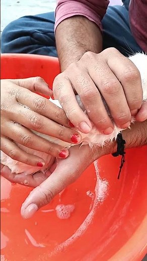 How to bath a rabbit without hurting it/ How to clean rabbit🐇🐰