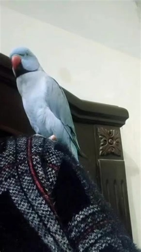 Engaging Facts About Talking Birds