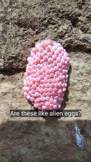 i found alien eggs