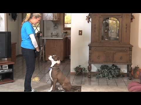 Train Your Dog to Speak