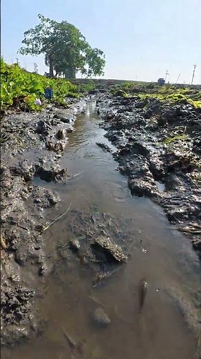 Dry Season Wetland Drain Fishing | Massive Native Fish Catch