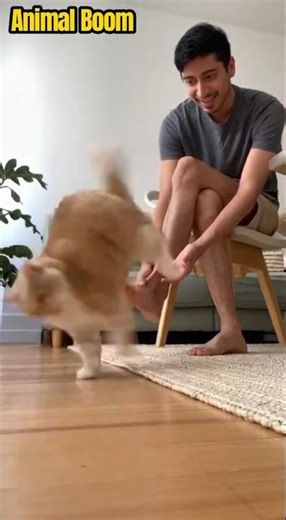Cat Smells Owner’s Foot… Then Tries to Bury It 🤣