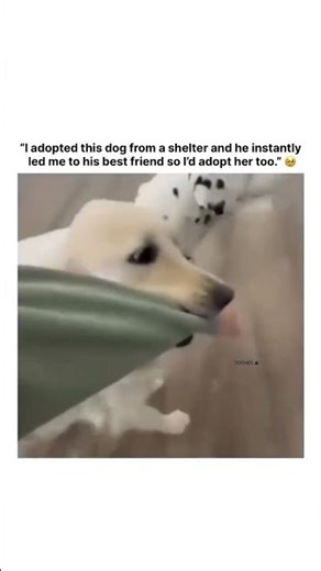 “I adopted this dog from a shelter and he instantly led me to his best friend so I’d adopt her too.”