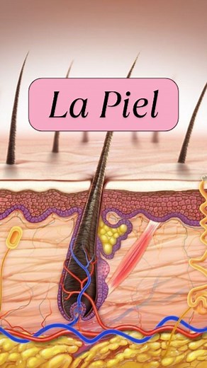 Lo que estás viendo es una sección anatómica de la piel con todo su sistema pilosebáceo, y es ideal para explicar de forma clara cómo se estructura la piel y cómo actúan los cosméticos y tratamientos en cabina. 👉Epidermis (la capa superficial) Es la parte más externa, donde vemos las capas celulares apiladas y los orificios por donde salen los vellos. Su función es proteger de agresiones externas y evitar la pérdida de agua. Aquí se encuentran: ✔️Estrato córneo: células muertas queratinizadas, 