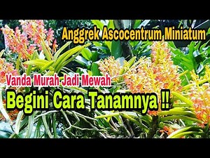 Cara Mudah Menanam Anggrek Vanda Mini II Ascocentrum Miniatum