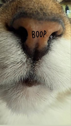 You know you want to. 😹 | Patrick The Frostbite Cat