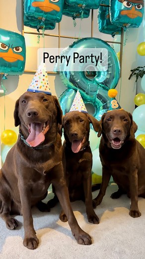 The best day ever 🥹🤎 Ollie had the best time today celebrating with his buddies. Thank you to our best pals @hectorthechocolabo for coming to celebrate with us, we love you!💚 Ollie loves his new duckie 🦆 And one more thank you to all of you guys who have made Ollie’s birthday so special for us. He is so loved! | Good Boy Ollie