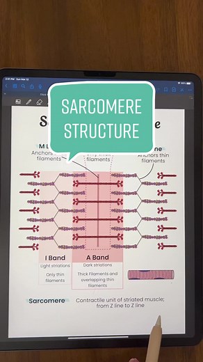 TikTok - Make Your Day