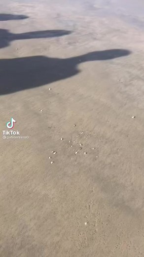 Understanding Trypophobia: Exploring the Triggering Phenomenon