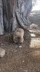452K views · 1.6K reactions | It's Wombat Wednesday, Tassie!  This cute wombat was spotted having an itch on Maria Island recently. : Richard Siu Photography | ABC Hobart | Facebook