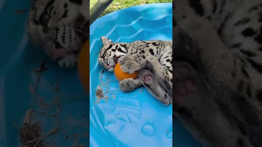 Pumpkin playtime brings out the wild side in cats