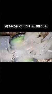 やっと釣れた！1年ぶりのキロアップ！#のんびり釣りを #沖縄釣り#エギング #沖縄エギング#アオリイカ
