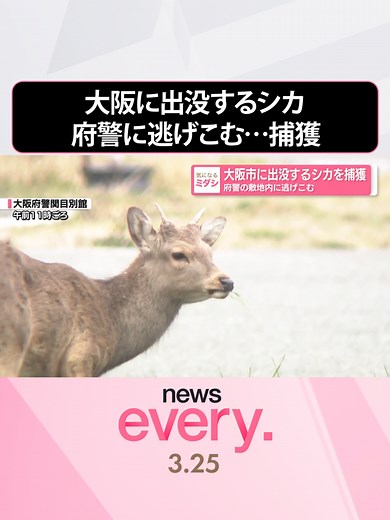 大阪市にシカ出現！警察敷地内に逃げ込む
