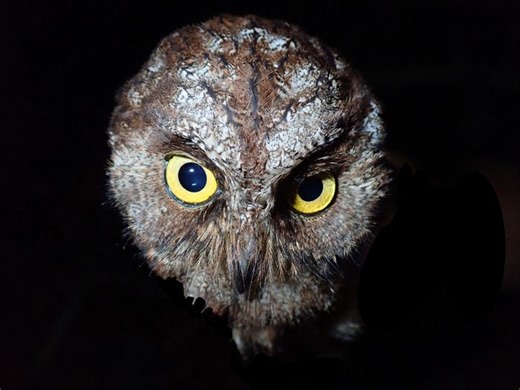A new owl species was discovered, and it may already be critically endangered - The Weather Network