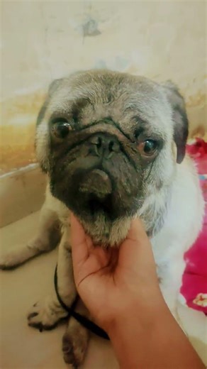 # simba the swage funny 🤣 pug video 📸