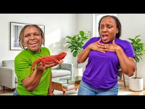 Boy BUYS a BEARDED DRAGON, What Happens next is Shocking