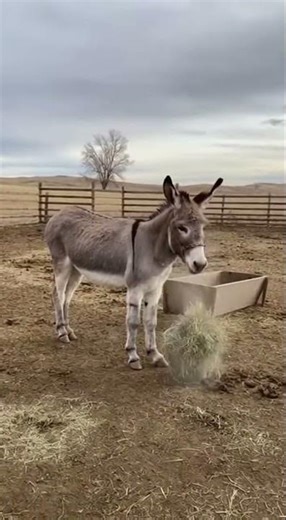 Skeletal Donkey Rejected by Sanctuary Finally Gains Weight