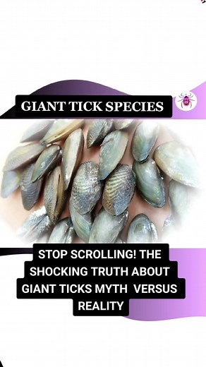 The Shocking Truth About Giant Ticks: Myth vs Reality New Shocking Reality Now Has Giant Ticks 😑 My Tick prevention tips will help those who encounter these creepy crawlers. How to prevent Giant Ticks #tickprevention #gianttick #tickinformation