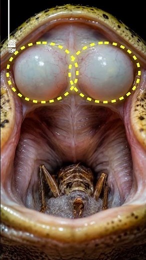Frogs Swallow With Their Eyes