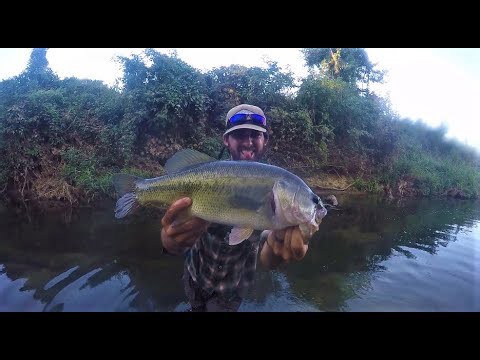 Big bass caught in a tiny roadside ditch