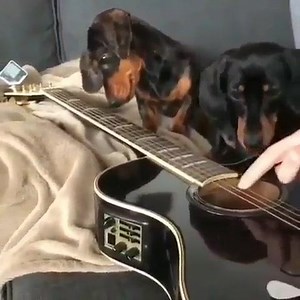 What is dat....a toy? 🎸 . . . Insta: @frankie_dottie_dachshund | Sausage Dog Central