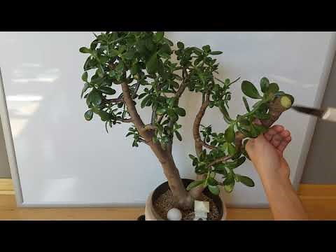 Large Jade plant: Crazy Drastic pruning for better structure