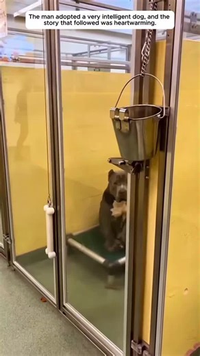 Intelligent Dog Finds Loving Home After Adoption