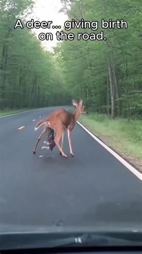 Deer Giving Birth on a Busy Road: A Nature Miracle