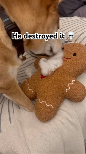 POV: You Bought a Cute Toy for a Shiba. #shibainu