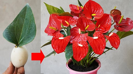 US Europe Garden Hack Eggs Boost Anthurium Growth & Flowers | Garden Craft