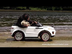 The Fast and the Furry-ous - Chimpanzee Car Race | Myrtle Beach Safari