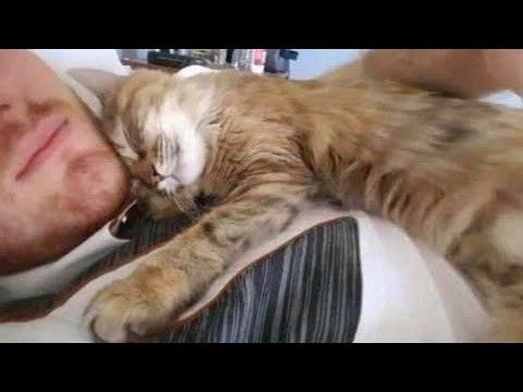 Sleepy cats snuggle with owners in hilarious bedtime scenes