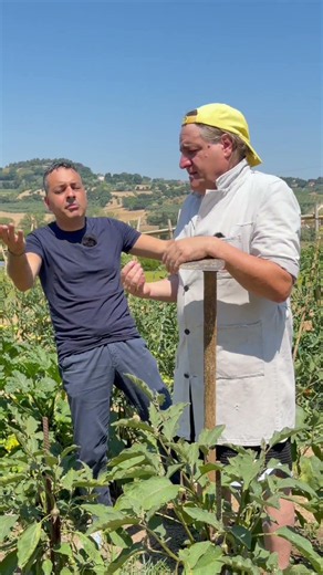 Melanzane o Murignà? voi come le chiamate? #contadino #melanzane #dialetto #perte