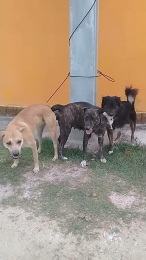 Cachorro cruzando